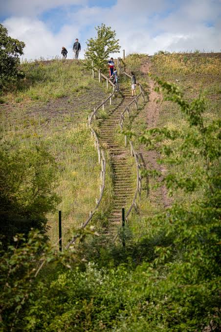 Sentier en escalier à travers la végétation du terril de Pinchonvalles